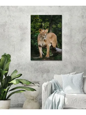 Лев и львица картинки - 78 фото