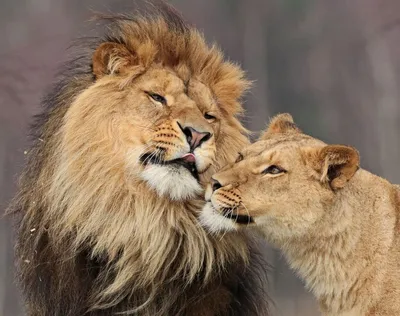 Лев и львица прикол - 97 фото