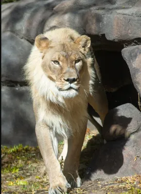 Белая львица в приморском зоопарке отказалась от своего котенка - KP.RU