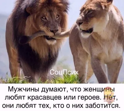 Фото Прекрасный лев и львица - картинки