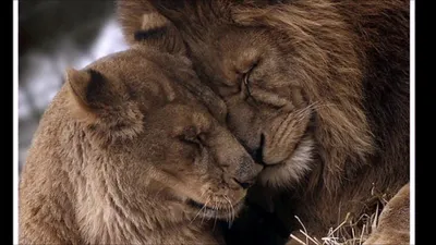 лев #львица #любовь #врек #левильвица #красиво #душа #вместенавсегда ... |  TikTok