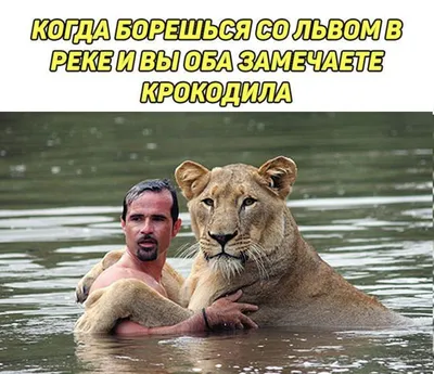 Спасенная петербуржцами львица готовится на выписку - KP.RU