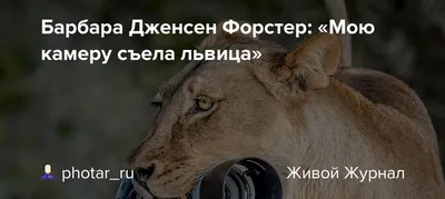 Картина на холсте для интерьера на стену в спальню, гостиную, прихожую,  кухню - Лев, львица, лев и львица лежат, пара львов, львы любовь (2) 20х30  - купить по низкой цене в интернет-магазине OZON (701750023)