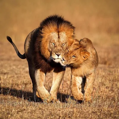 Грустный лев картинки - 65 фото