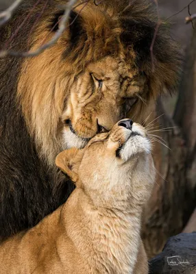 Картинки лев и львица фото