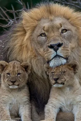 Скачать 800x1200 лев, львица, детеныши, семья, хищники обои, картинки  iphone 4s/4 for parallax | Cute animals, Lion family, Wild cats