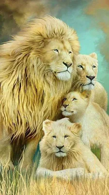 Семья львы картинки - 67 фото