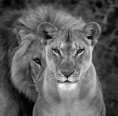 Картинки львица и лев черно белые - 64 фото