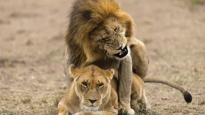 Львица и лев отдыха на природе Стоковое Фото - изображение насчитывающей  млекопитающее, мясоед: 195874002