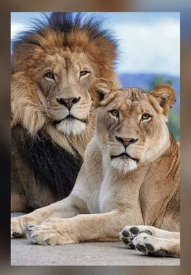 Картинка льва и львицы - 66 фото