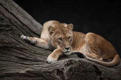Обои лев и львица - 67 фото