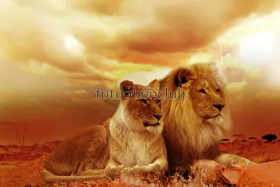 Картина маслом Лев и львица