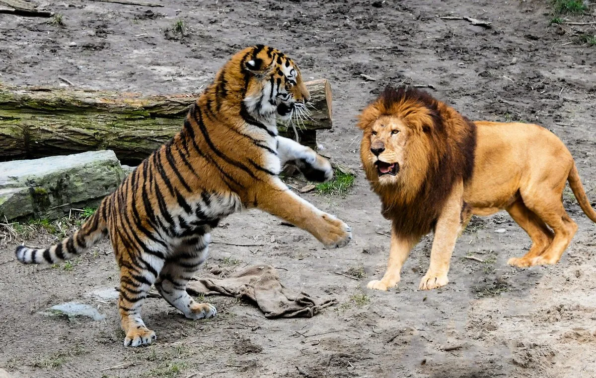 Про лев тигра