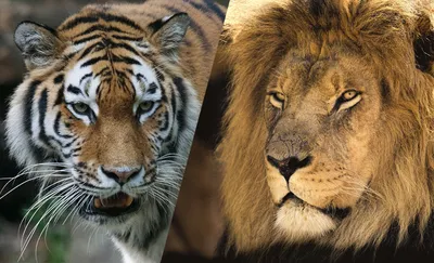 Лев или тигр: кто победит в схватке двух самых свирепых хищников,  разбираемся детально | Этобаза | Дзен