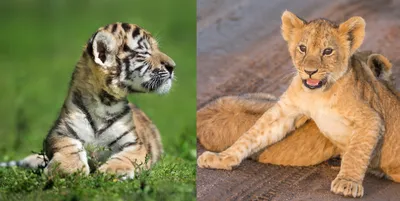 Сравнение льва и тигра - картинки и фото koshka.top