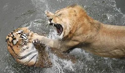 Лев и тигр - 60 фото: смотреть онлайн