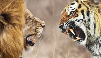 Лев и тигр скрещенные - 59 фото