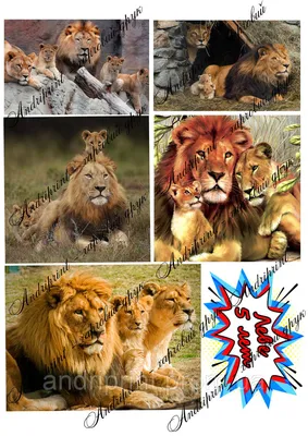 Фото Животные - лев, тигр, леопард и ягуар на цепях, by Araless