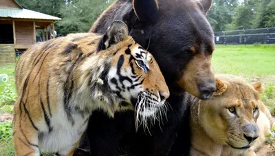 В чем разница между львом и тигром когда они дерутся | Заметки о животных |  Дзен