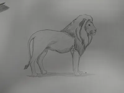 Лев, тигр, пантера, рысь хищники Иллюстрация вектора - иллюстрации  насчитывающей нарисовано, фауна: 101868597