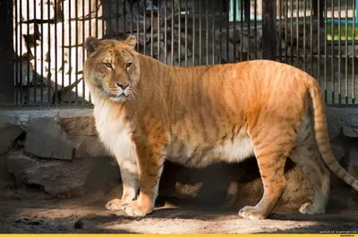 Лев против тигра: кто победит? | Amazing Animals | Дзен
