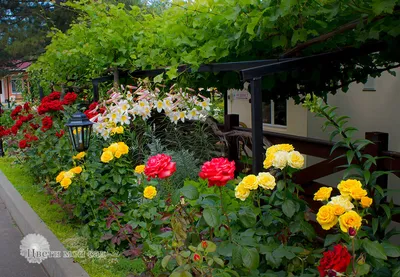 Купить Сборный букет из 13 роз Fascination, лилии, эустомы, розы кустовой в  оформлении в Томске - доставка цветов МАКИ