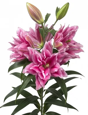 Купить Букет «Лилии и розы» из каталога Букеты с лилиями в Костроме -  «Азалия».