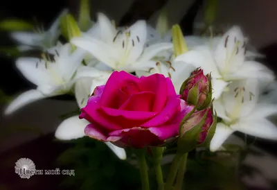 № 48 Букет с лилией, розами, хризантемой микс, зеленью