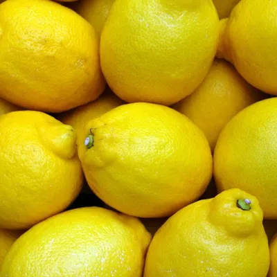 Лимон и несколько долек лимона украшенные веткой цветущего лимонного дерева  фотография Stock | Adobe Stock