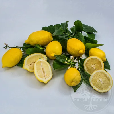 Лимон: польза и вред фрукта для организма мужчин, женщин и детей