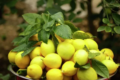 Четыре желтых лимона · Бесплатные стоковые фото