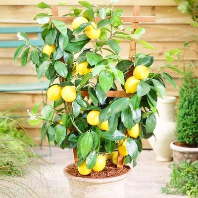Лимон Сфузато Амальфитано - комнатное растение с доставкой купить в СПб -  Цитрус Микс Экзотика 🍋