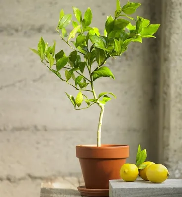 Лимон Борнео купить - экзотическое цитрусовое растение - Цитрус Микс  Экзотика 🍋