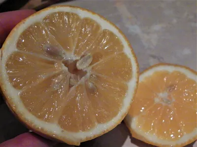 Фруктовые чипсы из лимона купить оптом недорого в Москве от производителя