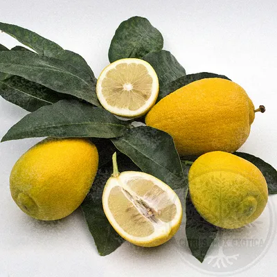 В наш магазин впервые завезли оранжевые лимоны — гибрид апельсина и лимона,  попробовала на вкус | Собираем урожай | Дзен