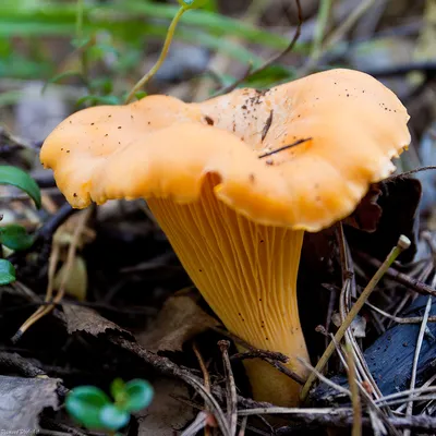 Лисичка обыкновенная (Cantharellus cibarius) – Грибы Сибири