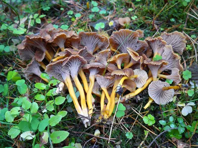 Желтые грибы лисички. Иллюстрация вектора. Иллюстрация вектора -  иллюстрации насчитывающей гриб, природа: 203437860