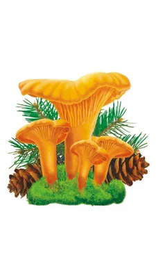 Оранжевые грибы лисички стоковое фото. изображение насчитывающей лето -  69922758