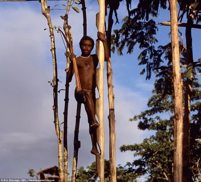 В Индонезии в домах на деревьях живет племя людоедов: фото — Новини України  та світу