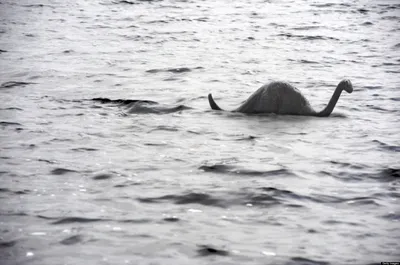 На шотландский пляж вынесло гигантский хребет неизвестного существа: фото -  Новости мира - 24 Канал
