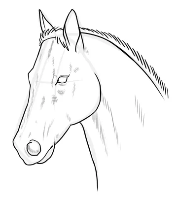 Рисунки для срисовки лошади голова (45 фото)