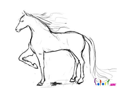 Рисунки для срисовки табун лошадей (56 фото) 🔥 Прикольные картинки и юмор  | Horse coloring books, Horse coloring pages, Adult coloring pages