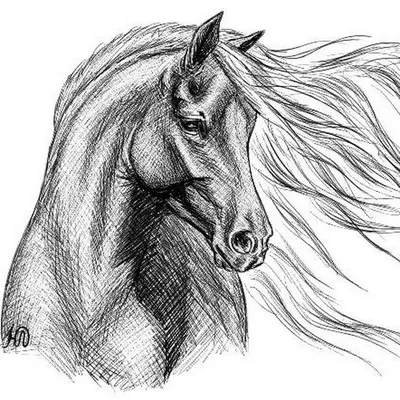 Лошадь рисунок простым карандашом поэтапно (49 фото) » рисунки для срисовки  на Газ-квас.ком