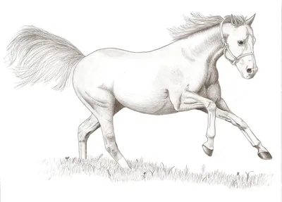 Рисунки лошадей для срисовки - 44 фото