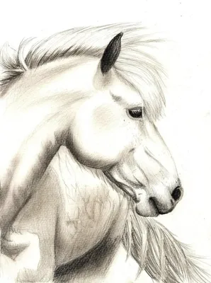 How to draw a horse (a horse) with a pencil? A staged lesson with an  explanation! - YouTube