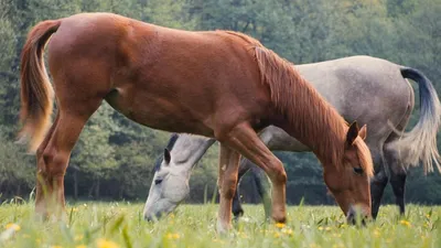 Фото обои iPhone | Фотографии лошадей, Лошадь обои, Выездка лошадей