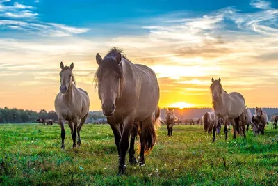 Лошади КСК Левадия, horse | серая лошадь, Лошади, фотографии… | Flickr