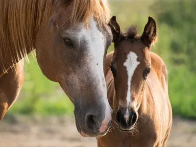 14 фото лошадей, от которых вам станет тепло на душе | Российское фото |  Дзен