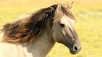 Лошади Табун Лошадей Луг - Бесплатное фото на Pixabay - Pixabay