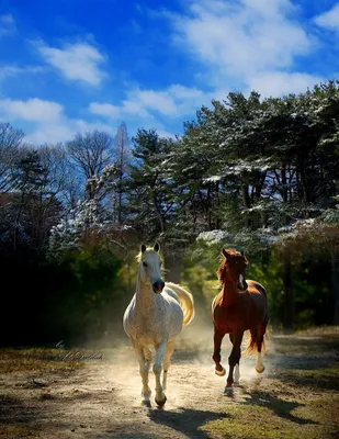 Красивые картинки лошадей на природе - 65 фото